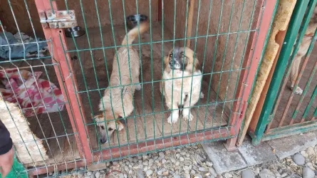 Fotografia miesta 7 od Útulok Levice – OZ Šťastný domov