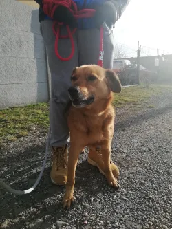 Fotografia miesta 8 od Útulok Levice – OZ Šťastný domov