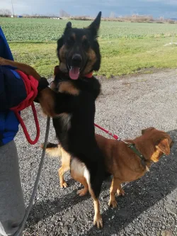 Fotografia miesta 9 od Útulok Levice – OZ Šťastný domov