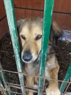 Fotografia miesta 10 od Útulok Levice – OZ Šťastný domov