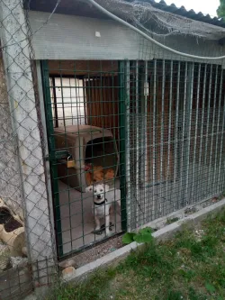 Fotografia miesta 1 od Útulok Piešťany