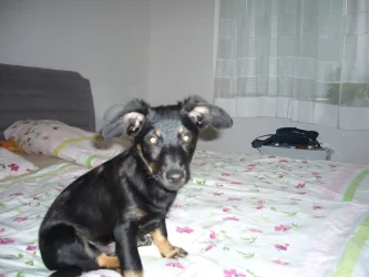 Fotografia miesta 5 od Útulok Piešťany