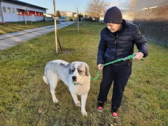 Fotografia miesta 6 od Útulok Piešťany