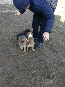 Fotografia miesta 7 od Útulok Piešťany