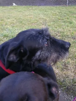 Fotografia miesta 10 od Útulok Piešťany