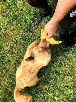 Fotografia miesta 1 od Útulok pre opustených psov v Nových Zámkoch