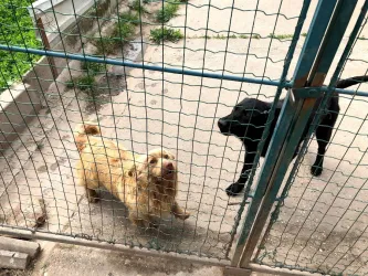 Fotografia miesta 2 od Útulok pre opustených psov v Nových Zámkoch