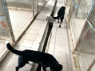 Fotografia miesta 3 od Útulok pre opustených psov v Nových Zámkoch