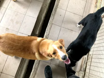 Fotografia miesta 4 od Útulok pre opustených psov v Nových Zámkoch