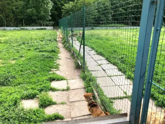 Fotografia miesta 5 od Útulok pre opustených psov v Nových Zámkoch