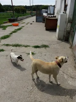 Fotografia miesta 6 od Útulok pre opustených psov v Nových Zámkoch