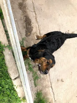 Fotografia miesta 8 od Útulok pre opustených psov v Nových Zámkoch