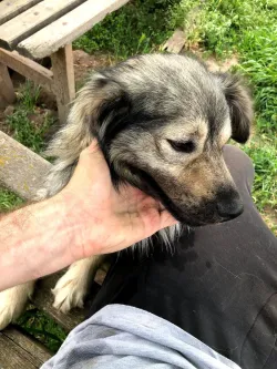 Fotografia miesta 10 od Útulok pre opustených psov v Nových Zámkoch