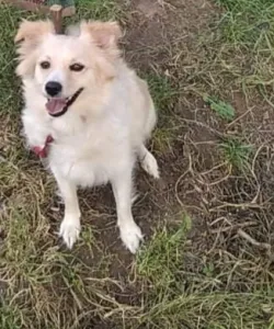 Fotografia miesta 1 od Útulok Senica – Cerberus, n.o.