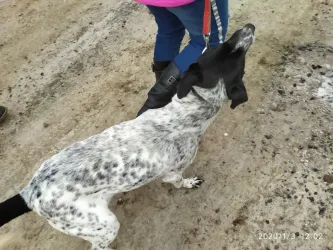 Fotografia miesta 3 od Útulok Senica – Cerberus, n.o.