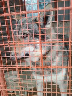 Fotografia miesta 1 od Útulok šťastný psík