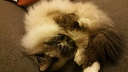 Fotografia miesta 1 od Veterinárna ambulancia Tri-vet, Špačince