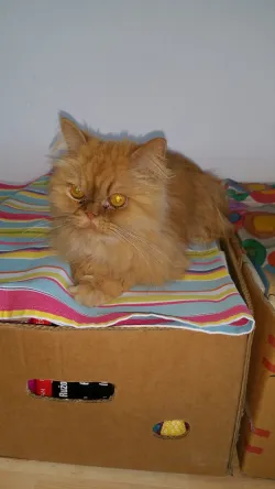 Fotografia miesta 2 od Veterinárna ambulancia Tri-vet, Špačince