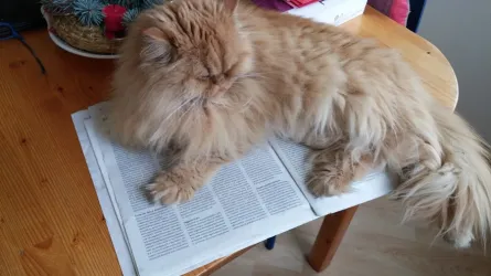 Fotografia miesta 4 od Veterinárna ambulancia Tri-vet, Špačince