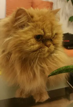 Fotografia miesta 6 od Veterinárna ambulancia Tri-vet, Špačince