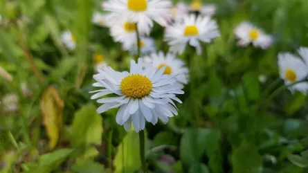 Fotografia miesta 8 od Veterinárna ambulancia Tri-vet, Špačince