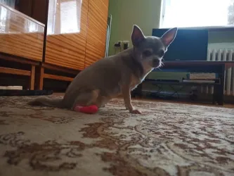 Fotografia miesta 9 od Veterinárna ambulancia Tri-vet, Špačince