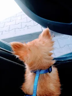 Fotografia miesta 10 od Veterinárna ambulancia Tri-vet, Špačince