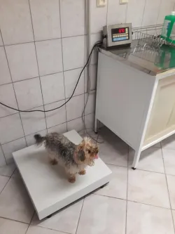 Fotografia miesta 5 od Animal Clinic - MVDr. Andrea Gloneková