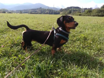 Fotografia miesta 1 od Veterinárna ambulancia pre malé zvieratá RH vet - MVDr. Tomáš Rajtók