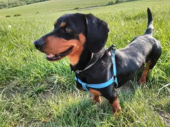 Fotografia miesta 4 od Veterinárna ambulancia pre malé zvieratá RH vet - MVDr. Tomáš Rajtók