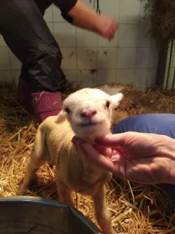 Fotografia miesta 1 od Farmivet - veterinár pre hospodárske zvieratá