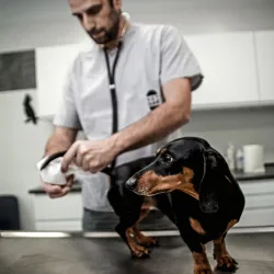 Fotografia miesta 6 od VETMAX veterinárna ambulancia