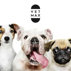 Fotografia miesta 7 od VETMAX veterinárna ambulancia