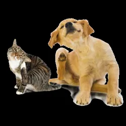 Fotografia miesta 4 od Veterinárna ambulancia Karpatská