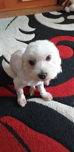 Fotografia miesta 1 od Veterinárna ambulancia BIELY KRÍŽ - MVDr. Ivan Kostúr