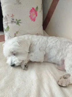 Fotografia miesta 2 od Veterinárna ambulancia BIELY KRÍŽ - MVDr. Ivan Kostúr