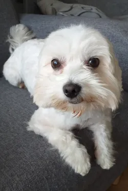 Fotografia miesta 3 od Veterinárna ambulancia BIELY KRÍŽ - MVDr. Ivan Kostúr