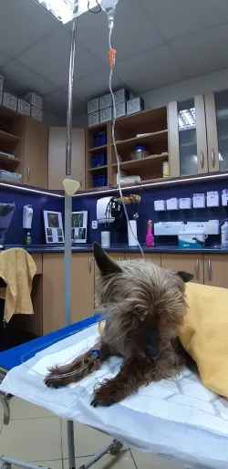 Fotografia miesta 4 od Veterinárna ambulancia BIELY KRÍŽ - MVDr. Ivan Kostúr