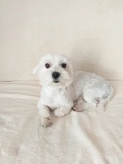 Fotografia miesta 5 od Veterinárna ambulancia BIELY KRÍŽ - MVDr. Ivan Kostúr