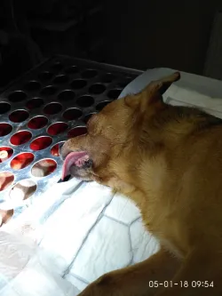 Fotografia miesta 7 od Veterinárna ambulancia BIELY KRÍŽ - MVDr. Ivan Kostúr