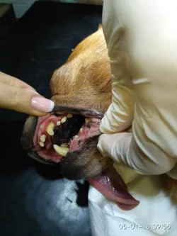 Fotografia miesta 8 od Veterinárna ambulancia BIELY KRÍŽ - MVDr. Ivan Kostúr