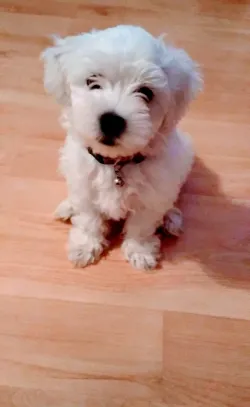 Fotografia miesta 5 od Ambulancia Malých Zvierat - MVDr. Karol Kaigl