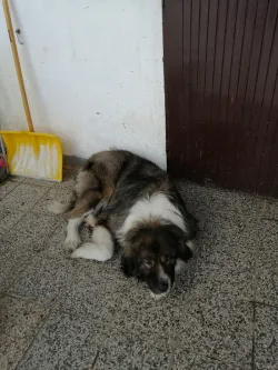 Fotografia miesta 3 od Veterinárna ošetrovňa Sliač - MVDr. Richard Olajec