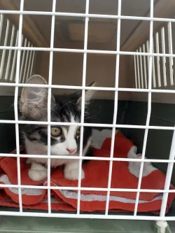 Fotografia miesta 4 od Veterinárna ošetrovňa Sliač - MVDr. Richard Olajec