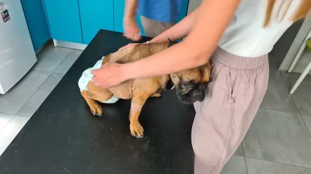 Fotografia miesta 8 od Veterinárna ošetrovňa Sliač - MVDr. Richard Olajec