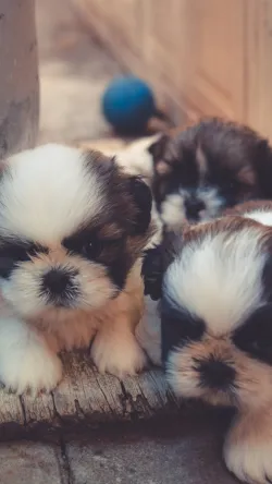 Fotografia miesta 1 od Veterinárna ambulancia - MVDr. Anna Grácová