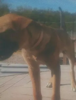 Fotografia miesta 2 od Veterinárna ambulancia - MVDr. Anna Grácová