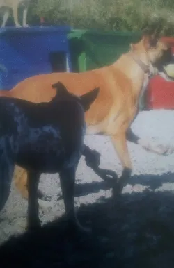 Fotografia miesta 3 od Veterinárna ambulancia - MVDr. Anna Grácová