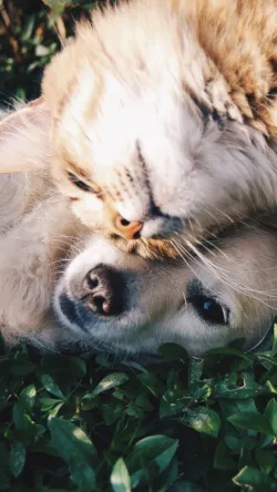 Fotografia miesta 5 od Veterinárna ambulancia - MVDr. Anna Grácová