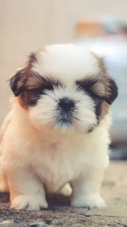 Fotografia miesta 7 od Veterinárna ambulancia - MVDr. Anna Grácová